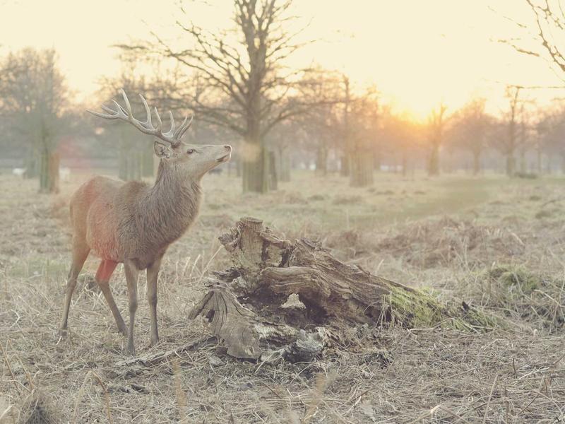 偏头痛之歌<br>qyo4ufag.cn 闪光幻觉症
